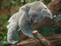 Koala-bear-9960 640.jpg