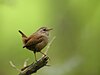 Zaunkönig (Troglodytes troglodytes), Staatswald Rocherath, Ostbelgien (3939225240).jpg