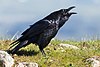 Corvus corax sinuatus, Point Reyes National Seashore.jpg