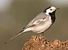 Bachstelze - Bergeronnette grise - White wagtail 04.jpg