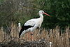 Ciconia ciconia at Zürich Zoological Garden 01.jpg