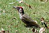 European green woodpecker (Picus viridis) male.JPG