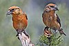 Red Crossbills (Male).jpg