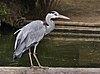 Ardea cinerea qtl3.jpg