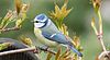 Blaumeise, blue tit, bird, Parus caeruleus.jpg