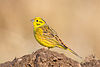 Goldammer Emberiza citrinella.jpg