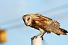 Tyto alba hawaii.jpg