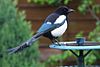 Magpie ''Pica pica''.jpg