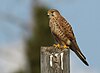 Falco tinnunculus, Israel 6.jpg