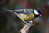 Parus major poised.jpg