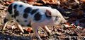 Pot-bellied-pig-2961882 640.jpg