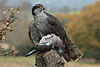 Accipiter gentilis by Iosto Doneddu.jpg