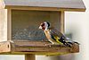 Stieglitz Carduelis carduelis male b.jpg