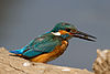 Common kingfisher (Alcedo atthis) with a fish.jpg