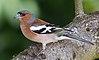 Chaffinch (Fringilla coelebs) edit.jpg