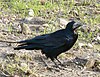 Corvus frugilegus Orunia.jpg