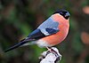 Bullfinch male.jpg