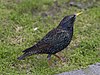 Toulouse - Sturnus vulgaris - 2012-02-26 - 1.jpg